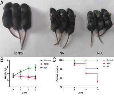 Exogenous Autoinducer-2 Rescues Intestinal Dysbiosis and Intestinal Inflammation in a Neonatal Mouse Necrotizing Enterocolitis Model